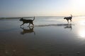 Dog On Beach Royalty Free Stock Photo