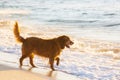 Dog on the beach Royalty Free Stock Photo
