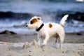 Dog at the beach Royalty Free Stock Photo