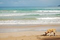 Dog on a Beach Royalty Free Stock Photo