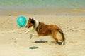 Dog on Beach Royalty Free Stock Photo