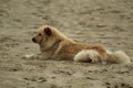 A dog on the beach Royalty Free Stock Photo