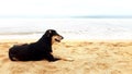 Dog on the beach Royalty Free Stock Photo