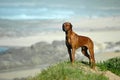 Dog on beach Royalty Free Stock Photo