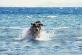 Dog on the beach