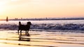 Dog in the Beach