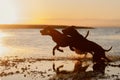 Dog on the beach. Active pit bull terrier jumping on the background of the sea