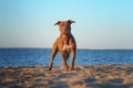 dog on the beach. Active pit bull terrier runs on the background of the sea