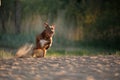 Dog on the beach. Active pit bull terrier runs on the background of the sea