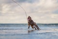 Dog on the beach. Active pit bull terrier runs on the background of the sea