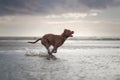 Dog on the beach. Active pit bull terrier runs on the background of the sea