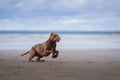 dog on the beach. Active pit bull terrier runs on the background of the sea