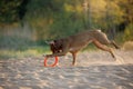 dog on the beach. Active pit bull terrier runs on the background of the sea