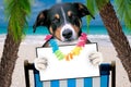 Dog beach chair in summer with a board Royalty Free Stock Photo