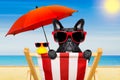 Dog beach chair in summer Royalty Free Stock Photo