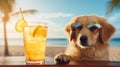 dog on the beach and drinking a cocktail Royalty Free Stock Photo