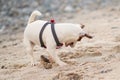 Dog on the beach, drinking, playing in the sand with a stone, happy terrier puppy