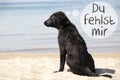 Dog At Beach, Du Fehlst Mir Means I Miss You Royalty Free Stock Photo