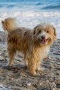 Dog on beach