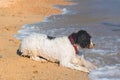 Dog at the beach