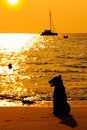 Dog on beach looking sunset Royalty Free Stock Photo