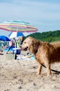 Dog beach in Michigan Royalty Free Stock Photo