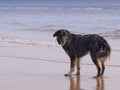 Dog on the beach Royalty Free Stock Photo