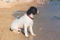 Dog at the beach