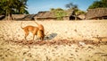 two dogs are playing on the sand at the beach Royalty Free Stock Photo