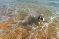 Dog at the beach