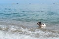 Dog at the beach