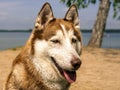 Dog On The Beach Royalty Free Stock Photo