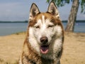 Dog On The Beach Royalty Free Stock Photo