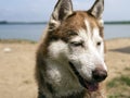 Dog On The Beach Royalty Free Stock Photo