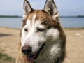 Dog On The Beach Royalty Free Stock Photo