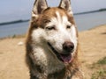 Dog On The Beach Royalty Free Stock Photo