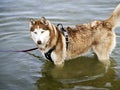 Dog On The Beach Royalty Free Stock Photo