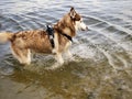 Dog On The Beach Royalty Free Stock Photo