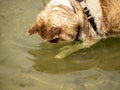 Dog On The Beach Royalty Free Stock Photo