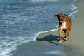 Dog on beach, Puerto Escondido Royalty Free Stock Photo