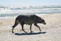 Dog at the beach Royalty Free Stock Photo