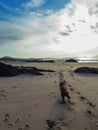 Dog in the beach running for the ball with astonishing sky Royalty Free Stock Photo