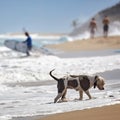 dog on the beach. sand, surfers, ocean Royalty Free Stock Photo