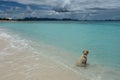 Dog on beach, Shoal Bay West, Anguilla Royalty Free Stock Photo
