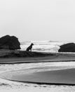 Dog on the Beach