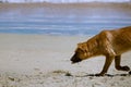 Dog in the beach Royalty Free Stock Photo