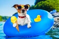 Dog beach summer vacation Royalty Free Stock Photo