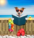 Dog on beach on summer vacation holidays Royalty Free Stock Photo