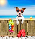 Dog on beach on summer vacation holidays Royalty Free Stock Photo