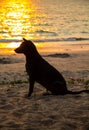 Dog on beach at sunset Royalty Free Stock Photo